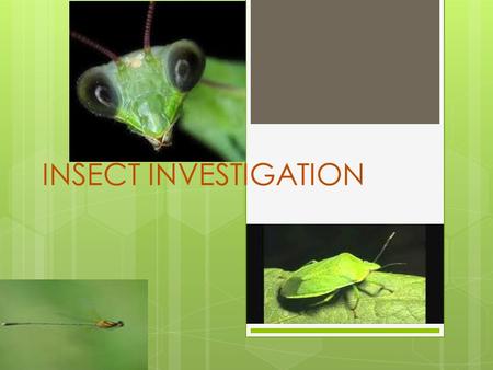 INSECT INVESTIGATION. Your Tasks  As an Insect Investigator, you will complete the following tasks:  1. Choose an insect or arachnid and research it.