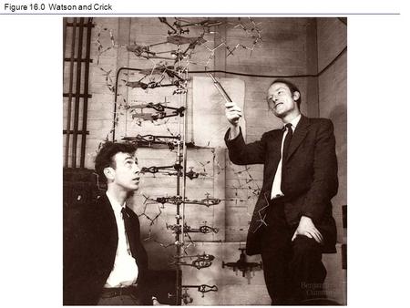 Figure 16.0 Watson and Crick. Figure 16.3 The structure of a DNA stand.