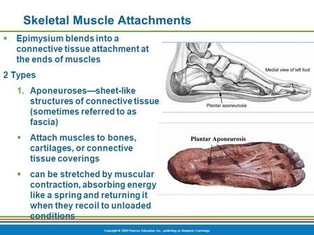 Copyright © 2009 Pearson Education, Inc., publishing as Benjamin Cummings Skeletal Muscle Attachments  Epimysium blends into a connective tissue attachment.