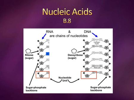 long polymers (thousands) of nucleotides therefore, sometimes called polynucleotides each nucleotide consists of 3 parts 1.a phosphate group 2.a pentose.