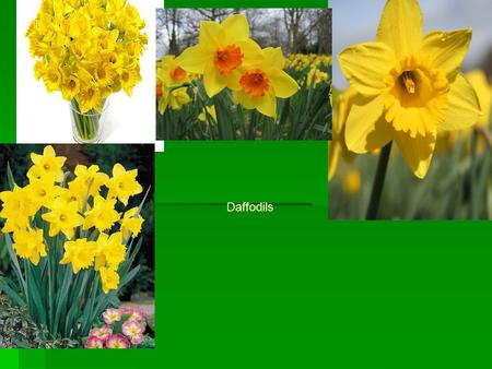 Daffodils. What colours do daffodils come in?  Daffodils come in orange /yellow  All yellow,  White/yellow,  pink/yellow,  White/orange,  Pinky/orange,