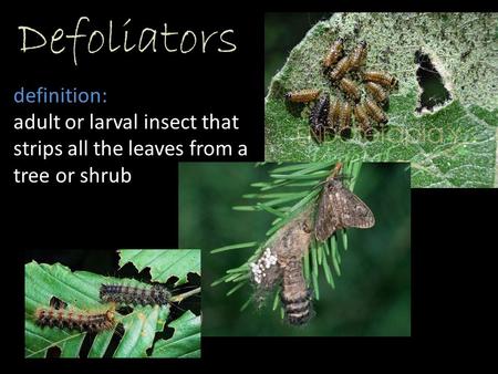 Defoliators definition: adult or larval insect that strips all the leaves from a tree or shrub.