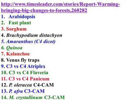 bringing-big-changes-to-forests,260282 1.Arabidopsis 2.Fast plant 3. Sorghum 4. Brachypodium distachyon.