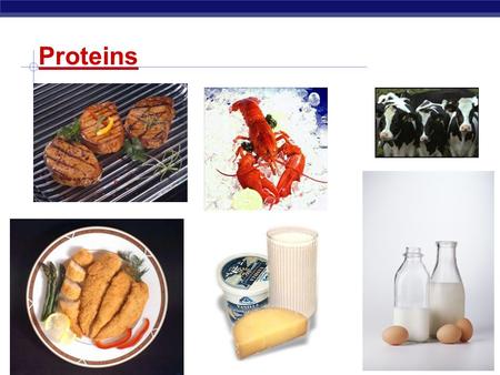 Biology I Proteins Regents Biology 2006-2007 Proteins: Multipurpose molecules.