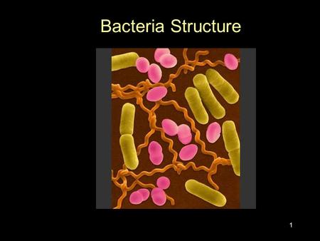 1 Bacteria Structure. 2 Moneran Characteristics too small to be seen without a microscope no true nucleus and no true organelles capsulecell wall covered.