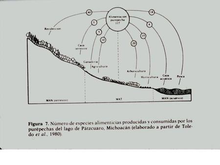 AGRICULTURE + HORTICULTURE FISHING DOMESTIC ANIMALS SILVICULTURE BEE-KEEPING HUNTING GATHERING USEFUL PRODUCTIVE BIODIVERSITY YUCATEC MAYA HOUSEHOLD.