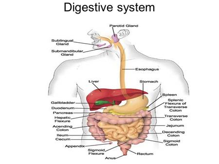 Digestive system.