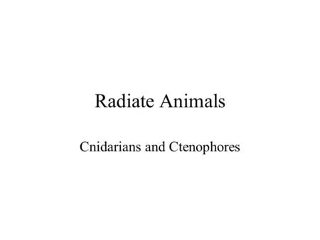 Radiate Animals Cnidarians and Ctenophores. Radiates Are Eumetazoans.