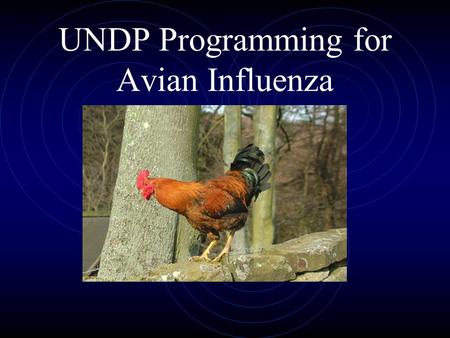 UNDP Programming for Avian Influenza. What is the UN doing?