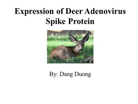 Expression of Deer Adenovirus Spike Protein By: Dang Duong.