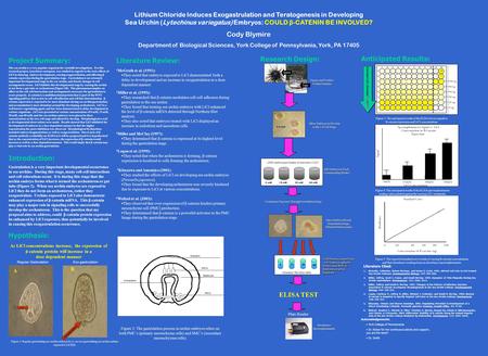 Lithium Chloride Induces Exogastrulation and Teratogenesis in Developing Sea Urchin (Lytechinus variegatus) Embryos: COULD β -CATENIN BE INVOLVED? Cody.