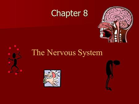 Chapter 8 The Nervous System. Organization of nervous system Central Nervous System Central Nervous System Peripheral Nervous System Peripheral Nervous.