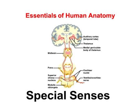 Essentials of Human Anatomy