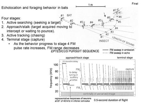 Four stages: 1.Active searching (seeking a target) 2.Approach/stalk (target acquired moving to intercept or waiting to pounce). 3.Active tracking (chasing)