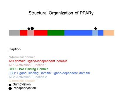 Caption N-terminal domain A/B domain: ligand-independent domain AF1: Activation Function 1 DBD: DNA Binding Domain LBD: Ligand Binding Domain: ligand-dependent.