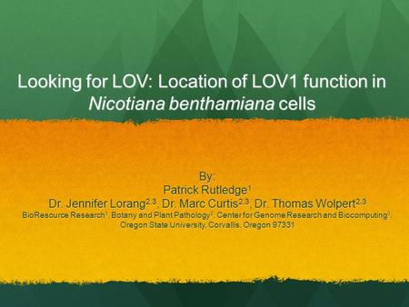 Looking for LOV: Location of LOV1 function in Nicotiana benthamiana cells By: Patrick Rutledge 1 Dr. Jennifer Lorang 2,3, Dr. Marc Curtis 2,3, Dr. Thomas.