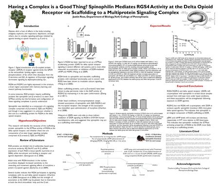 Having a Complex is a Good Thing? Spinophilin Mediates RGS4 Activity at the Delta Opioid Receptor via Scaffolding to a Multiprotein Signaling Complex Justin.