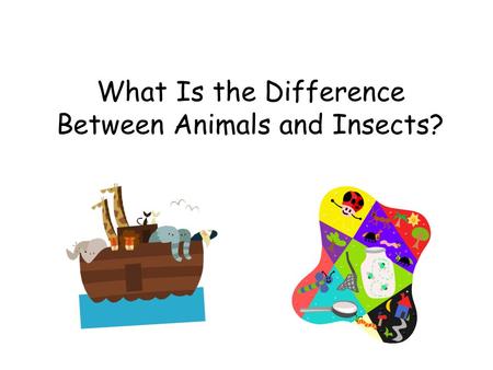 What Is the Difference Between Animals and Insects?