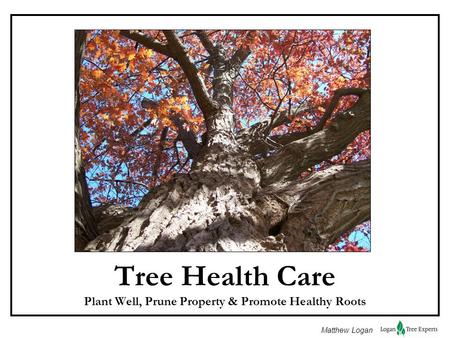 Matthew Logan Tree Health Care Plant Well, Prune Property & Promote Healthy Roots.