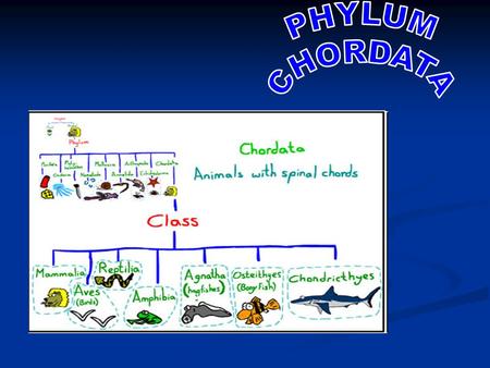 PHYLUM CHORDATA.