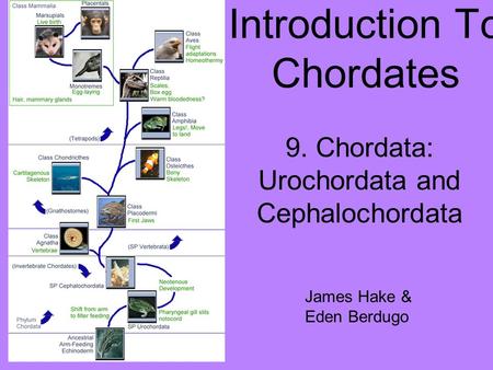 Introduction To Chordates