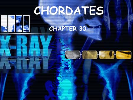 CHORDATES CHAPTER 30.