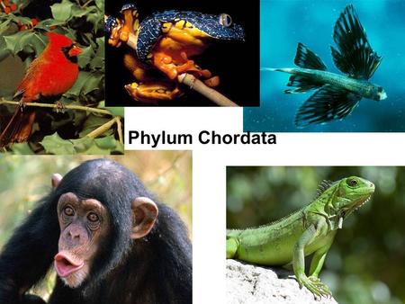 Phylum Chordata. Deuterostomes The four traits ALWAYS –Notochord –Pharyngeal slits/pouches –Hollow, dorsal nerve cord –Postanal tail Other traits –Endostyle.