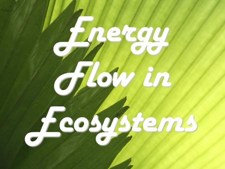 Energy Flow in Ecosystems