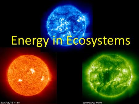 Energy in Ecosystems.