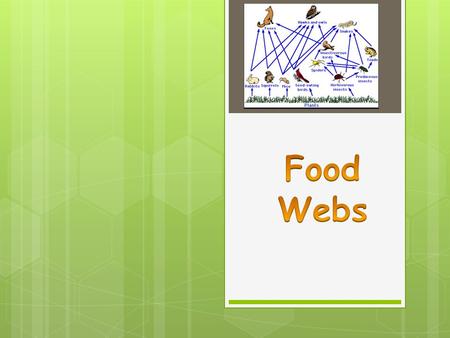 Food Webs.