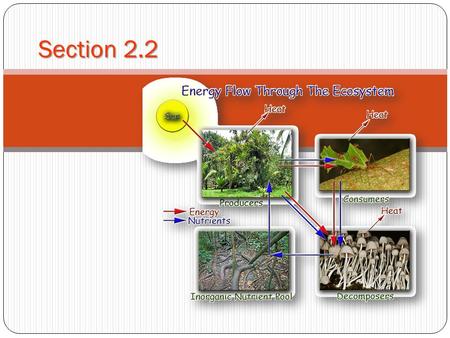 Section 2.2. Vocabulary Autotroph - Any organism that collects energy from sunlight inorganic substances to produce food. Heterotroph – An organism that.