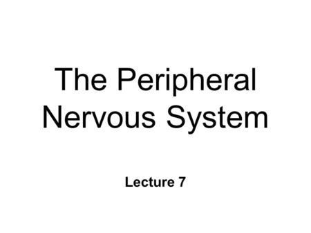 The Peripheral Nervous System Lecture 7. Peripheral N. S. n Cranial Nerves - 12 pair n Spinal Nerves - 31 pair n Somatic Division l Sensory info l Body.