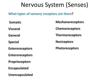 What types of sensory receptors are there? Nervous System (Senses) Somatic Visceral General Special Exteroreceptors Enteroreceptors Proprioceptors Encapsulated.