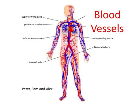 Blood Vessels Peter, Sam and Alex.