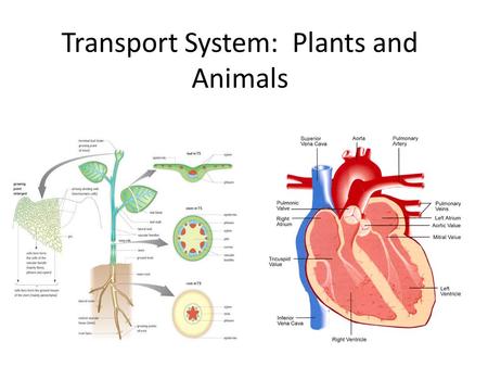 Transport System: Plants and Animals. Recall….Plant Adaptations to Life on Land.