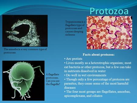 The amoeba is a very common type of protozoan Trypanosoma is a flagellate type of protozoan and causes sleeping sickness A flagellate protozoan. Can you.