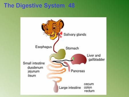 The Digestive System 48. Types of Digestive Systems Heterotrophs are divided into three groups based on their food sources -Herbivores are animals that.