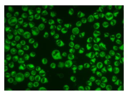 Studies with Naphthalimides: An Organic Chemist’s Adventures in the Land of Fluorescence Microscopy David E. Lewis Department of Chemistry University of.