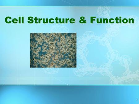 1 Cell Structure & Function Cells Cells are the basic units of life. It is important to note that each cell in your body is alive all on its own. The.