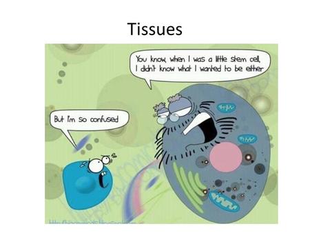 Tissues. Learning Objectives By the end of this class you should understand: The four tissue types in humans The nature and purpose of stem cells The.