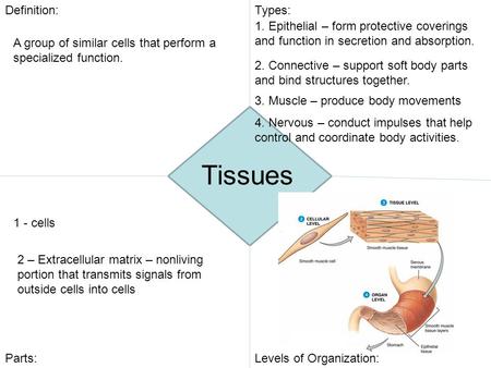 Tissues Definition: Types: