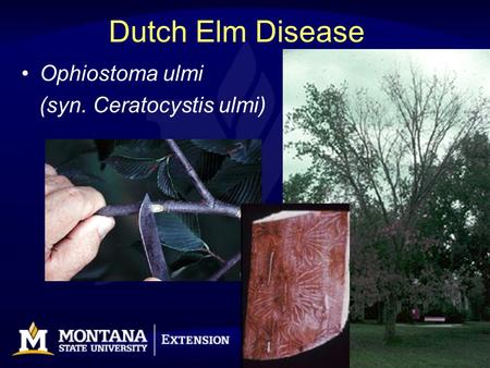 Dutch Elm Disease Ophiostoma ulmi (syn. Ceratocystis ulmi)