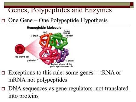 Genes, Polypeptides and Enzymes  One Gene – One Polypeptide Hypothesis  Exceptions to this rule: some genes = tRNA or mRNA not polypeptides  DNA sequences.