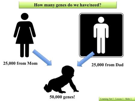 How many genes do we have/need?