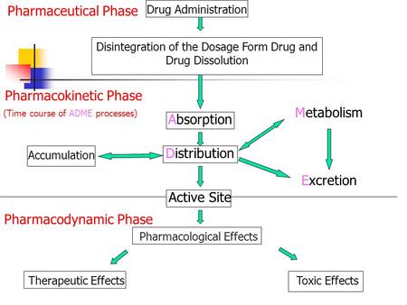 Drug Administration Pharmacokinetic Phase (Time course of ADME processes) Absorption Distribution Pharmaceutical Phase Disintegration of the Dosage Form.