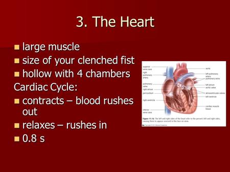 3. The Heart large muscle large muscle size of your clenched fist size of your clenched fist hollow with 4 chambers hollow with 4 chambers Cardiac Cycle: