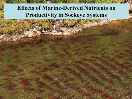 Effects of Marine-Derived Nutrients on Productivity in Sockeye Systems.