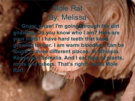 Mole Rat By: Melissa Gnaw, gnaw! I’m going through the dirt gnawing. Do you know who I am? Here are your hints! I have hard teeth that keep growing longer.