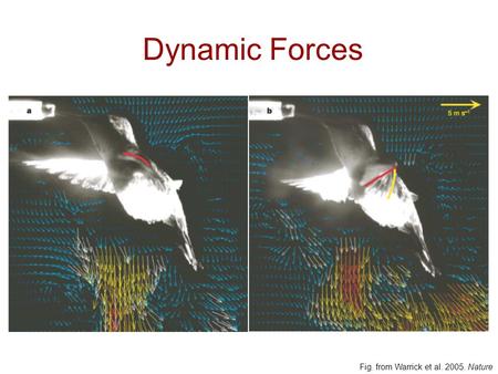 Dynamic Forces Fig. from Warrick et al. 2005. Nature.