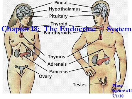 Chapter 18: The Endocrine System